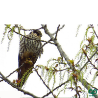 گونه لیل Eurasian Hobby